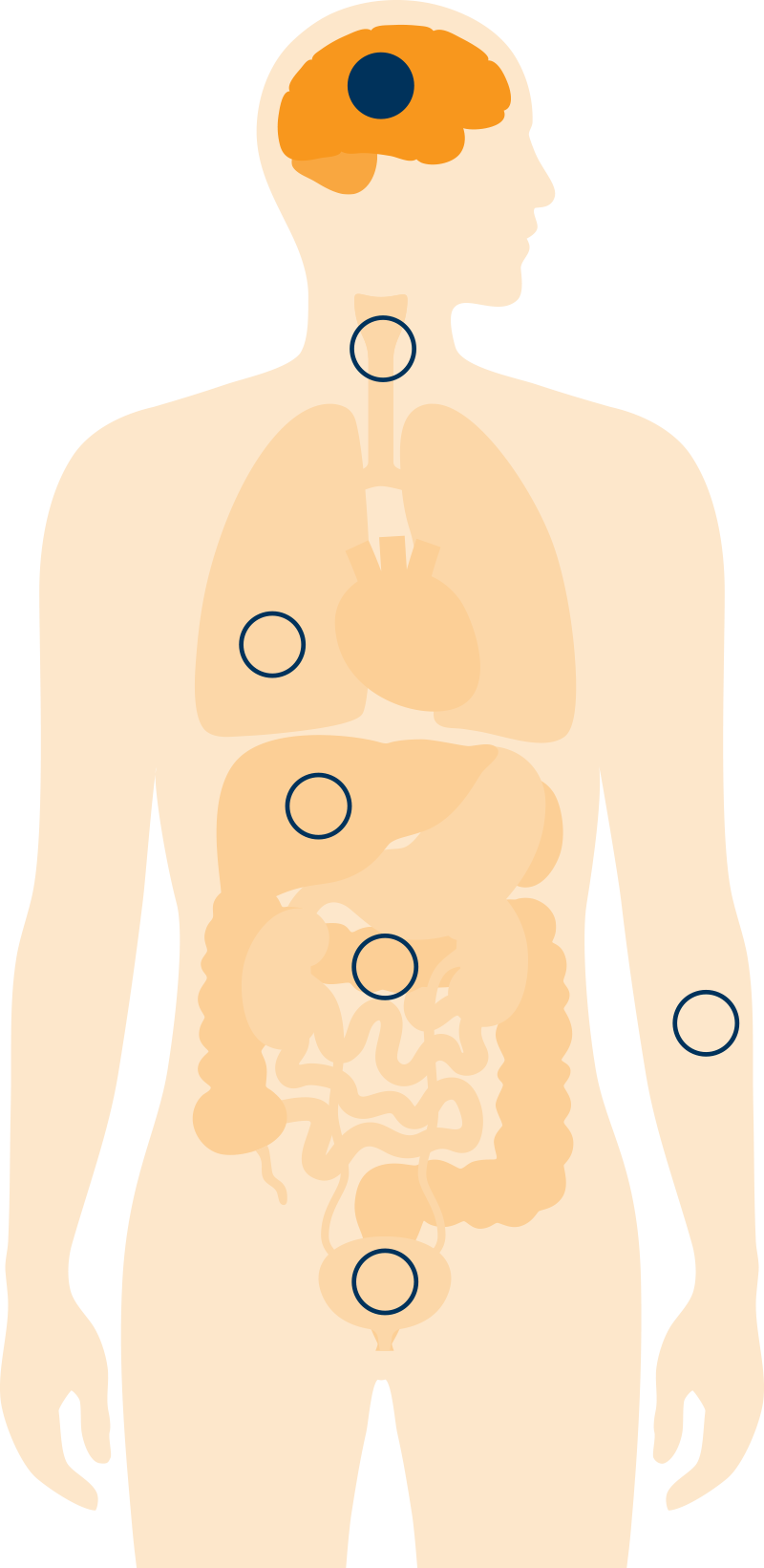 Human anatomy