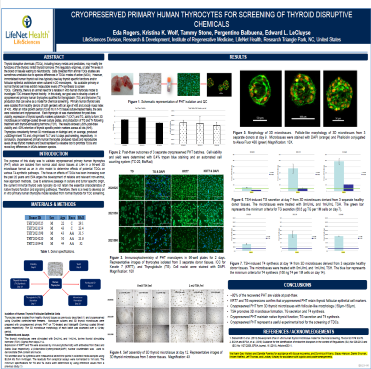 Cryopreserved Primary Human Thyrocytes for Screening of Thyroid Disruptive Chemicals