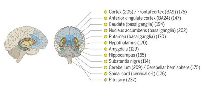 Tissues analyzed in the GTEx catalog
