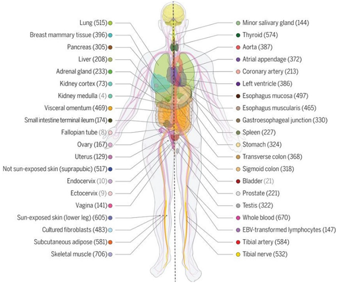 Tissues analyzed in the GTEx catalog