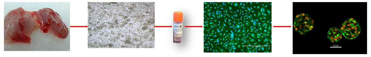 Schematic representation of primary human thyrocyte isolation and QC