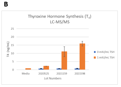 Figure 2. TSH-induced thyroxine hormone synthesis on day 14 in 3D cultures. The thyrocytes were treated with 0 or 1mIU/mL TSH starting on day 2.&nbsp; (Seeding cell density ~7.5E+03 cells per well).&nbsp;B.&nbsp;T4 