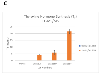 Figure 2. TSH-induced thyroxine hormone synthesis on day 14 in 3D cultures. The thyrocytes were treated with 0 or 1mIU/mL TSH starting on day 2.&nbsp; (Seeding cell density ~7.5E+03 cells per well).&nbsp; A.&nbsp;T4 levels were determined by ELISA.&nbsp; B.&nbsp;T4 and C.&nbsp;T3 levels were determined by LC-MS/MS. 