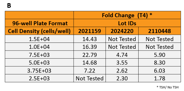 Figure 3. Identifying the lower limits of thyroxine hormones by LC-MS/MS. The thyrocytes were seeded at six different seeding densities (from 1.5E+04 to 2.5E+03 cells per well).&nbsp;A.&nbsp;TSH-induced T4 synthesis on day 14 from thyrocytes in 3D cultures was determined by LC-MS/MS. B.The dynamic range of T4 synthesis. C.&nbsp;Thyroxine hormone production levels normalized to 1M cells.  D. Representative 3D thyroid microtissues on day 14 (Lot 2110448). Magnification:40X. 