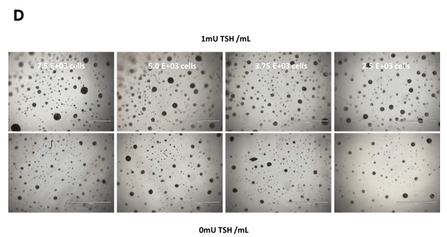 Figure 3. Identifying the lower limits of thyroxine hormones by LC-MS/MS. The thyrocytes were seeded at six different seeding densities (from 1.5E+04 to 2.5E+03 cells per well).&nbsp;A.&nbsp;TSH-induced T4 synthesis on day 14 from thyrocytes in 3D cultures was determined by LC-MS/MS. B. The dynamic range of T4 synthesis. C.&nbsp;Thyroxine hormone production levels normalized to 1M cells.  D. Representative 3D thyroid microtissues on day 14 (Lot 2110448). Magnification:40X. 