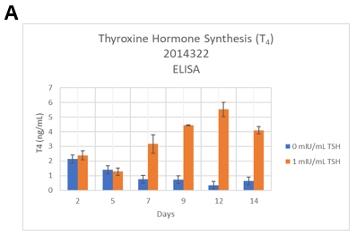 Figure 4. Determine ideal time points for screening TDCs. The microtissues were treated with 0 or 1mIU/mL TSH starting on day 2.&nbsp;(Seeding cell density 7.5E+03 cells per well).&nbsp; A. T4 levels were determined by ELISA (Lot 2014322). B. T3 and T4 levels were determined by LC-MS/MS. (Lot: 2021598) C. The dynamic range of T4 synthesis when thyrocytes are stimulated with bovine TSH. 
