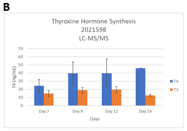 Figure 4. Determine ideal time points for screening TDCs. The microtissues were treated with 0 or 1mIU/mL TSH starting on day 2.&nbsp;(Seeding cell density 7.5E+03 cells per well).&nbsp; A. T4 levels were determined by ELISA (Lot 2014322). B. T3 and T4 levels were determined by LC-MS/MS. (Lot: 2021598) C. The dynamic range of T4 synthesis when thyrocytes are stimulated with bovine TSH. 