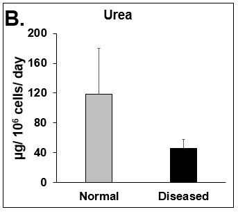 Functionality of Normal and Diseased PHHs. (A) Albumin and (B) Urea levels of Normal (grey bar) and Diseased (black bar) PHHs in the hTCS on day 14. (C) CYP3A4 activity of Normal (grey bar) and Diseased (black bar) PHHs on day 14. Error bars represent standard deviation (n ≥ 3 wells).