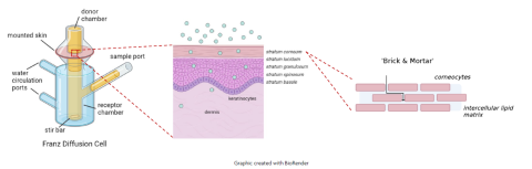 Figure 1. A Diagrammatic Representation of the Principles of the In Vitro Permeation Test