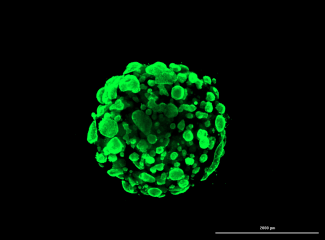 /oncology-testing-services