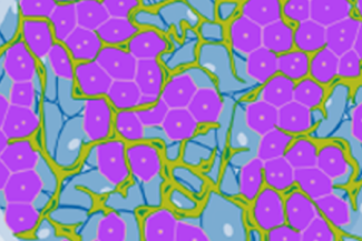  Protocol - TruVivo Flex Rat Schematic