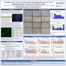 Evaluation of the Activity of Major Drug Metabolizing Enzymes in a Novel All-Human Hepatic Cell-Based Triculture System
